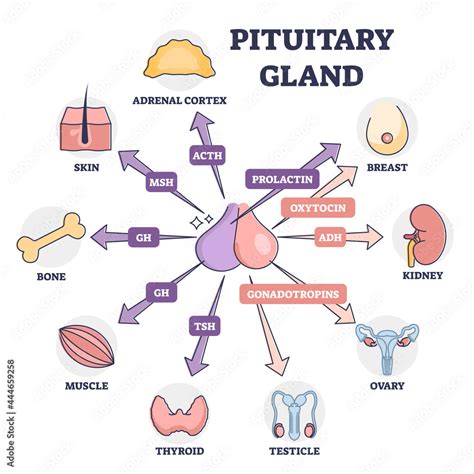 Pituitary Gland Diagram