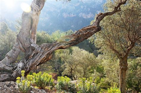 What Is A Garrigue? - WorldAtlas