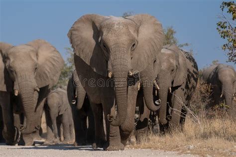 A Herd Of African Elephants Stock Image Image Of Mara Game 273655597