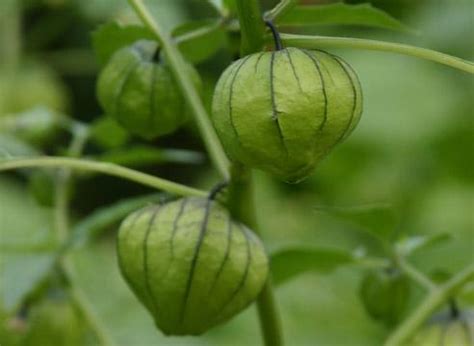 Виды и сорта физалиса