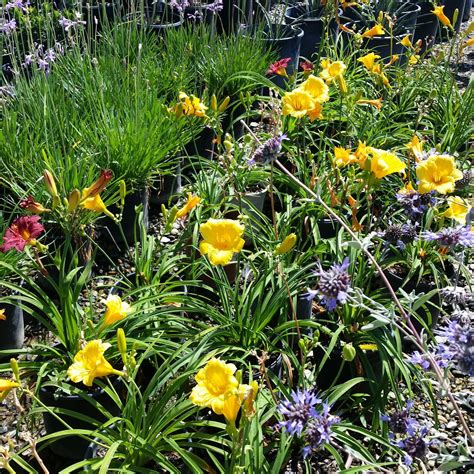 Hemerocallis Stella De Oro Dwarf Daylily Mid Valley Trees