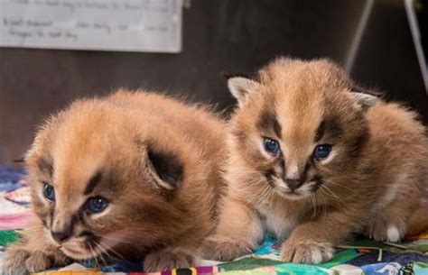 Newborn Caracal