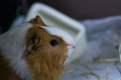 Can Guinea Pigs Eat Celery Vet Explains Pets