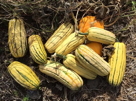 Delicata Squash Seed — Provenance Growers