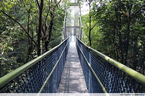 MacRitchie Reservoir TreeTop Walk Guide: Don't Get Lost Finding This ...