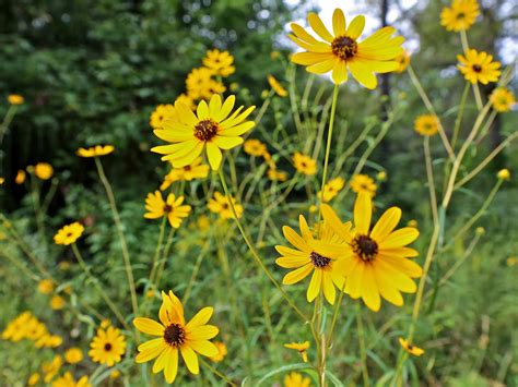 Sweet Southern Days: Fall Wildflowers