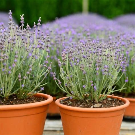 grow lavender  pots
