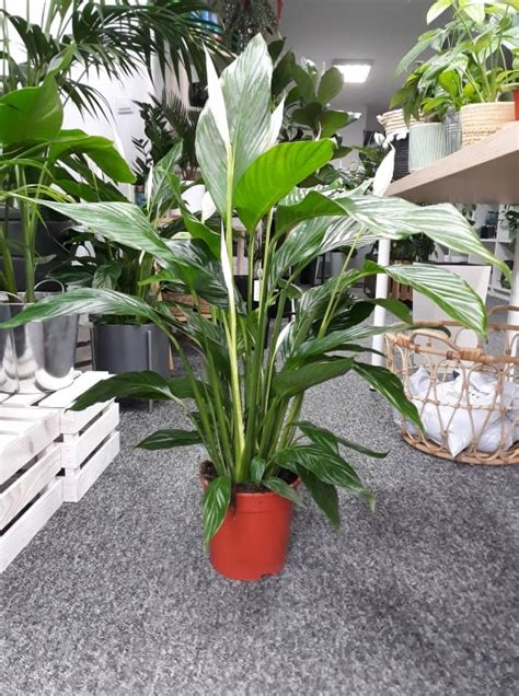 Ro Liny Doniczkowe Skrzyd Okwiat Spathiphyllum Xxl