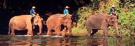 Asian elephants - threats | WWF