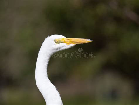 Extreme Close Up Of The Head And Part Of The Neck Of A Great Egret In