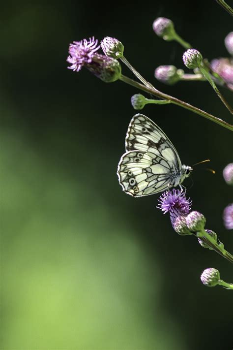 Butterfly The Buds Field Flower Free Photo On Pixabay Pixabay