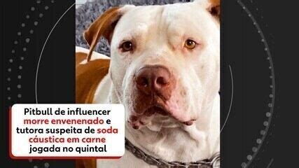 Pitbull De Influencer Morre Envenenado E Tutores Suspeitam De Soda