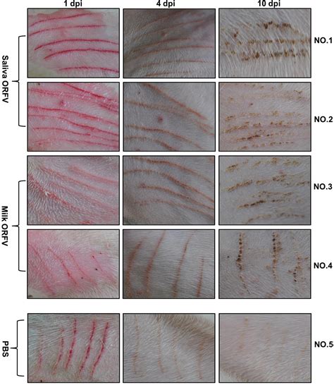 Frontiers Orf Virus Detection In The Saliva And Milk Of Dairy Goats