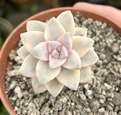 Graptoveria Titubans Variegated Apricot Succulent Established Full