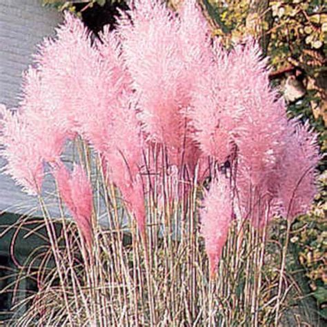 Pink Pampas Grass Seeds - Etsy