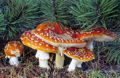 Biodiversity Of British Columbia Michael Beug E Flora Bcs New Fungi