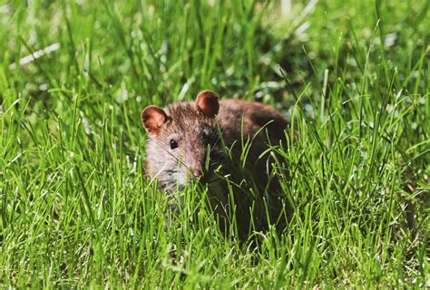 DIY Rat Removal Strategies - Relief Pest Control Services