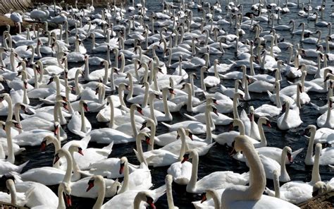 Wallpaper Swans Flock Birds A Lot Of 1680x1050 670607 Hd