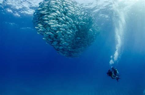 Cabo Pulmo Marine Park Scuba Diving Excursion Getyourguide