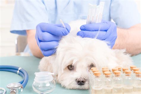 Acupuntura para pets as indicações e os benefícios da terapia CLAUDIA