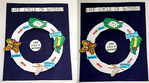 Life Cycle Of A Butterfly 3d Model For Students Butterfly Life