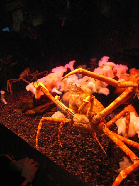 Japenese Spider Crab By Fayxedward On Deviantart