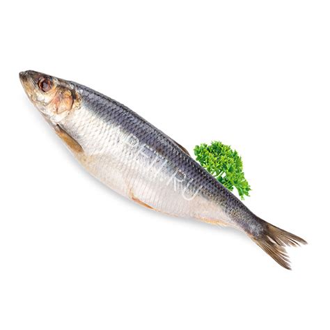 Сельдь атлантическая слабосоленая 500+ - купить с доставкой на дом по ...
