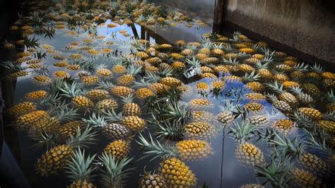 Pineapple Plantation Tour in Maui | Tastemade