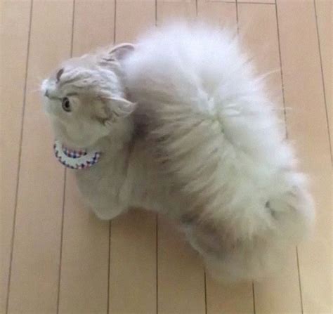 This Cat Has A Majestic Fluffy Tail Just Like A Squirrel Bored Panda