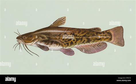 Ameiurus nebulosus, Brown Bullhead fish illustration Stock Photo - Alamy