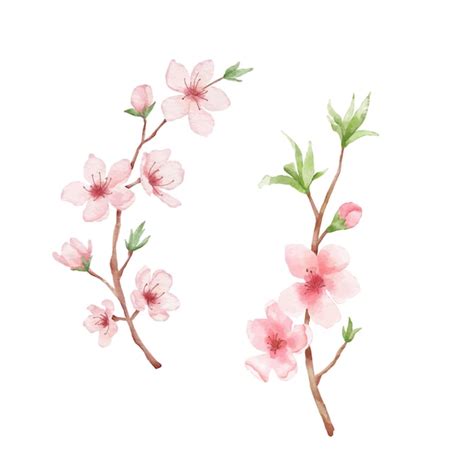 Ramo de ilustração de flor de cerejeira Sakura pintura em aquarela