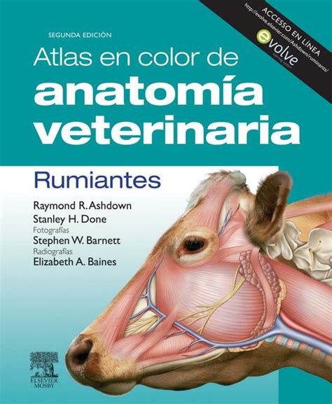 Atlas En Color De Anatom A Veterinaria En Rumiantes Vetery Books Udocz