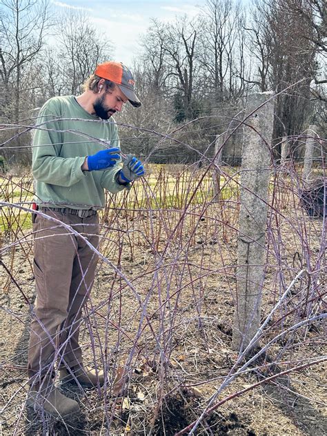 The Martha Stewart Blog : Blog Archive Pruning the Raspberry Bushes