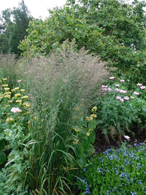 Calamagrostis Karl Foerster The Beth Chatto Gardens