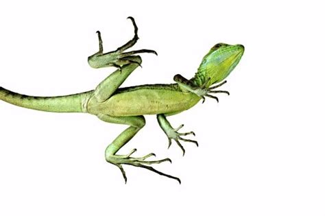 Green Basilisk Lizard Basiliscus Plumifrons View From Below Showing