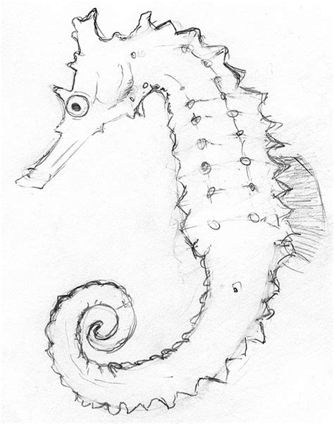 Seahorse Drawing Outline At Explore Collection Of