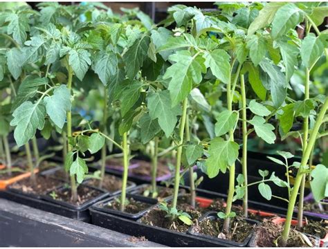 Plant de tomate variété green zebra