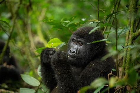 Gorilla Trekking Uganda Auf Den Spuren Der Primaten SAFARI FRANK