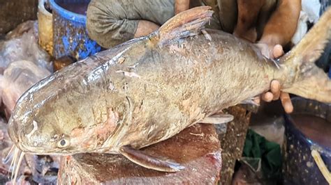 Amazing Giant Catfish Fish Cutting Skills Live In Fish Market Latest