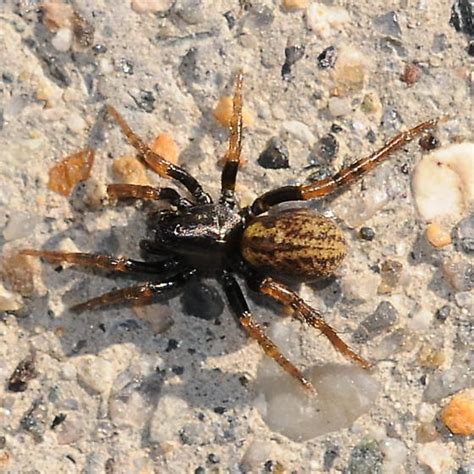 Spider Allocosa Funerea Bugguide