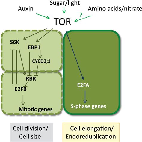 TOR Regulates Cell Proliferation Cell Size And Cell Elongation TOR