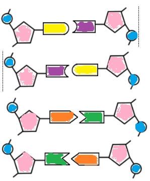 Constructing a DNA Ladder KEY