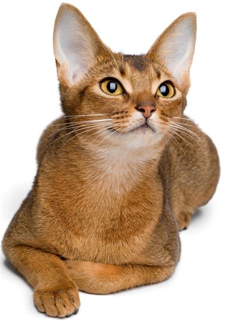 40 Super Cute Abyssinian Cat Pictures