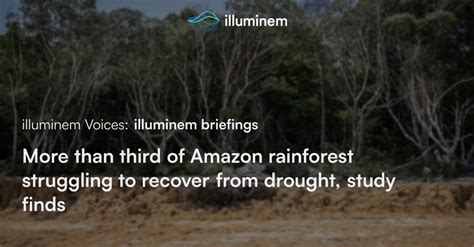 More Than Third Of Amazon Rainforest Struggling To Recover From Drought