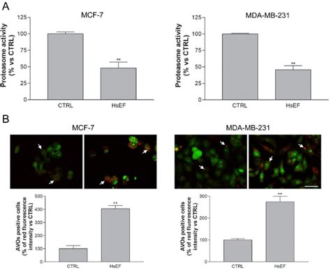 Proteasome Activity And Autophagy Of Mcf 7 And Mda Mb 231 Cells After