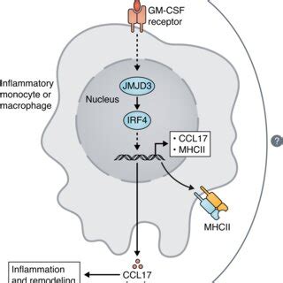 A GM CSFIRF4CCL17 Pathway In Inflammation And Pain During An