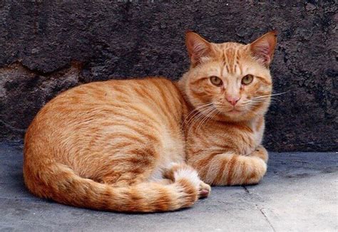 500 Striped Cat Names for Your Tabby Kitten | PetPress