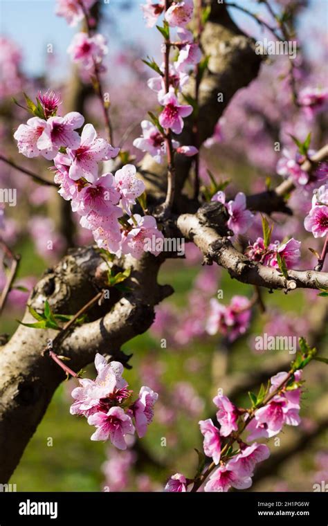 flowering  peach trees stock photo alamy
