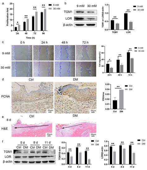 Hacat Cells Cultured In Mm Glucose And Keratinocytes At The Diabetic