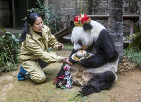 40 Pictures of Zookeepers celebrating Zoo Animal’s Birthday - Tail and Fur